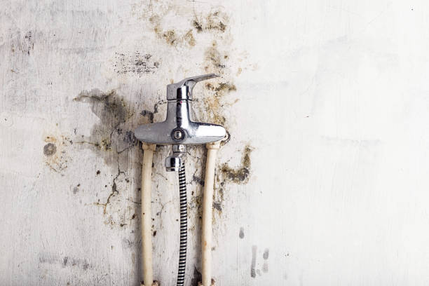 Best Mold Removal Company Near Me  in Fyffe, AL