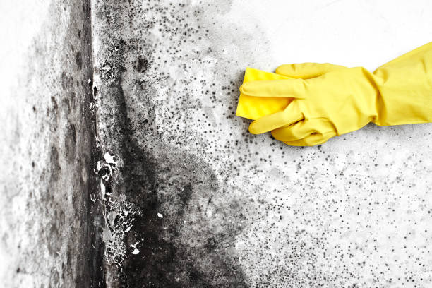 Best Fast Mold Removal  in Fyffe, AL