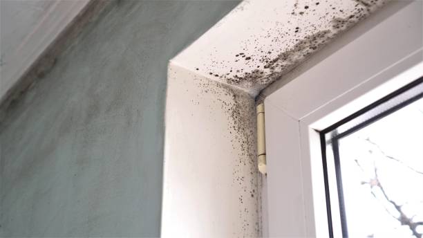 Best Affordable Mold Removal  in Fyffe, AL