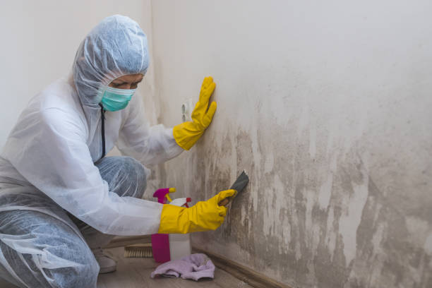 Best Emergency Mold Removal  in Fyffe, AL