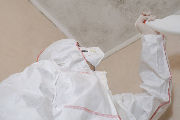Professional Mold Removal in Fyffe, AL