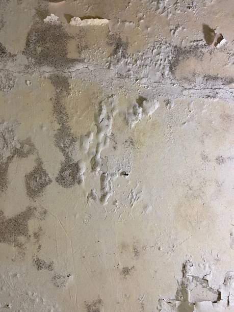 Best Crawl Space Mold Removal  in Fyffe, AL