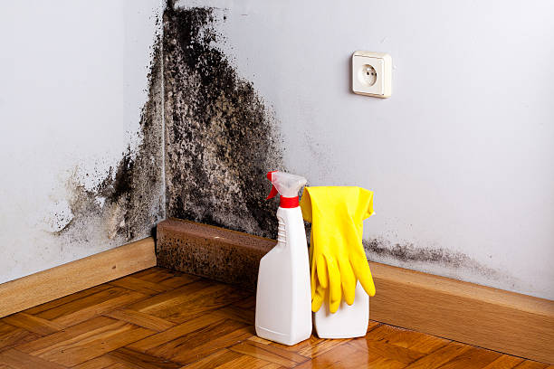Best Attic Mold Removal  in Fyffe, AL