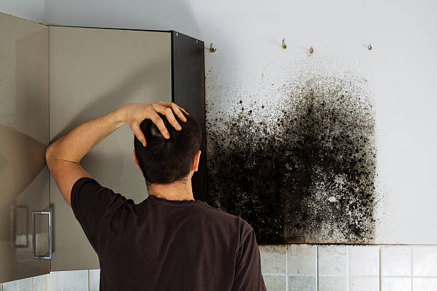 Best Professional Mold Removal  in Fyffe, AL