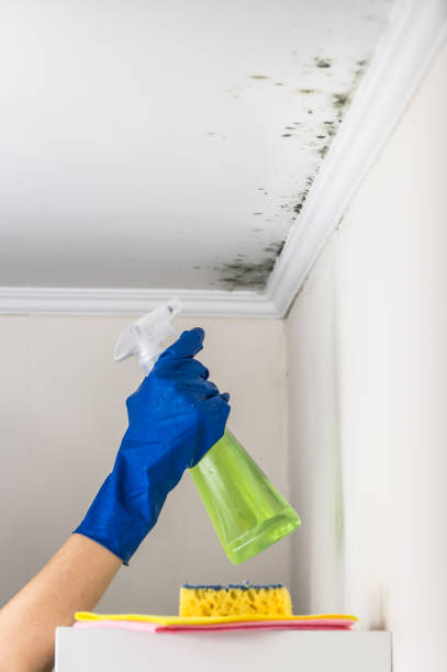 Best Mold Remediation  in Fyffe, AL